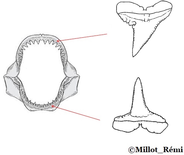 Dentitiongris