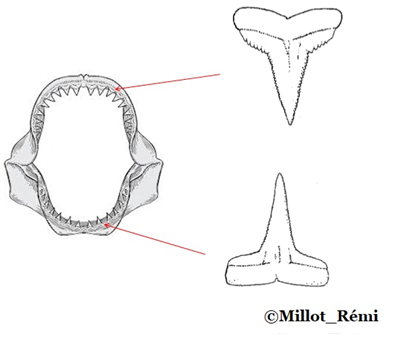 Dentlimbatus