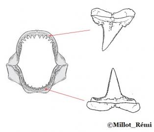 Dentmelano