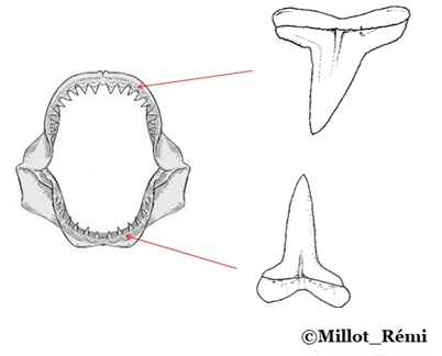 Dentnegaprion