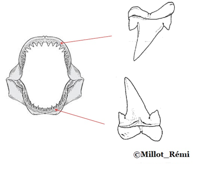 Denttrianodon